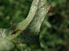 Leontodon saxatilis saxatilis