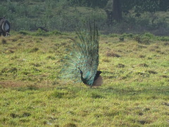 Pavo muticus