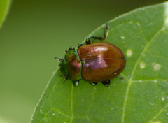 Chrysolina polita