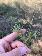 Dichanthelium aciculare