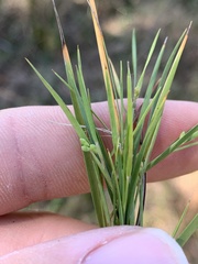 Dichanthelium aciculare