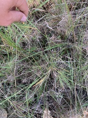 Dichanthelium aciculare