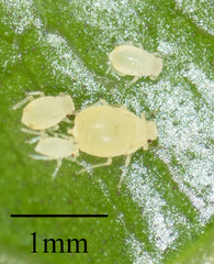 Aphis gossypii