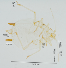 Aphis gossypii