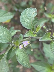 Solanum americanum