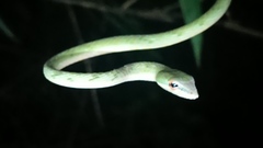 Ahaetulla mycterizans