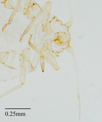 Aphis gossypii