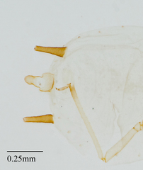 Aphis gossypii