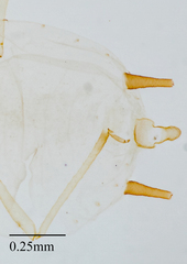 Aphis gossypii