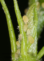 Aphis gossypii