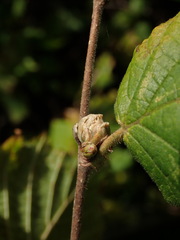 Phytoptus avellanae