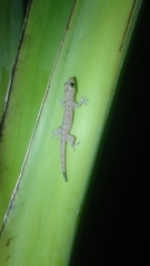 Hemidactylus frenatus