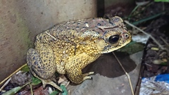 Duttaphrynus melanostictus