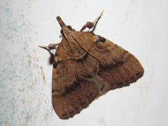 Oedmatodes chilensis