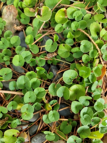 Dichondra micrantha