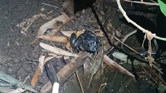 Limnonectes macrodon