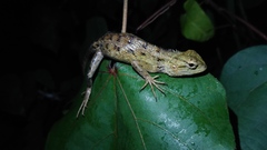 Calotes versicolor