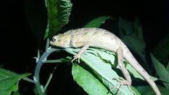 Calotes versicolor