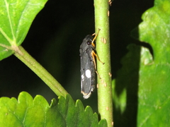 Oncometopia funebris