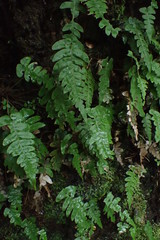 Cranfillia vulcanica