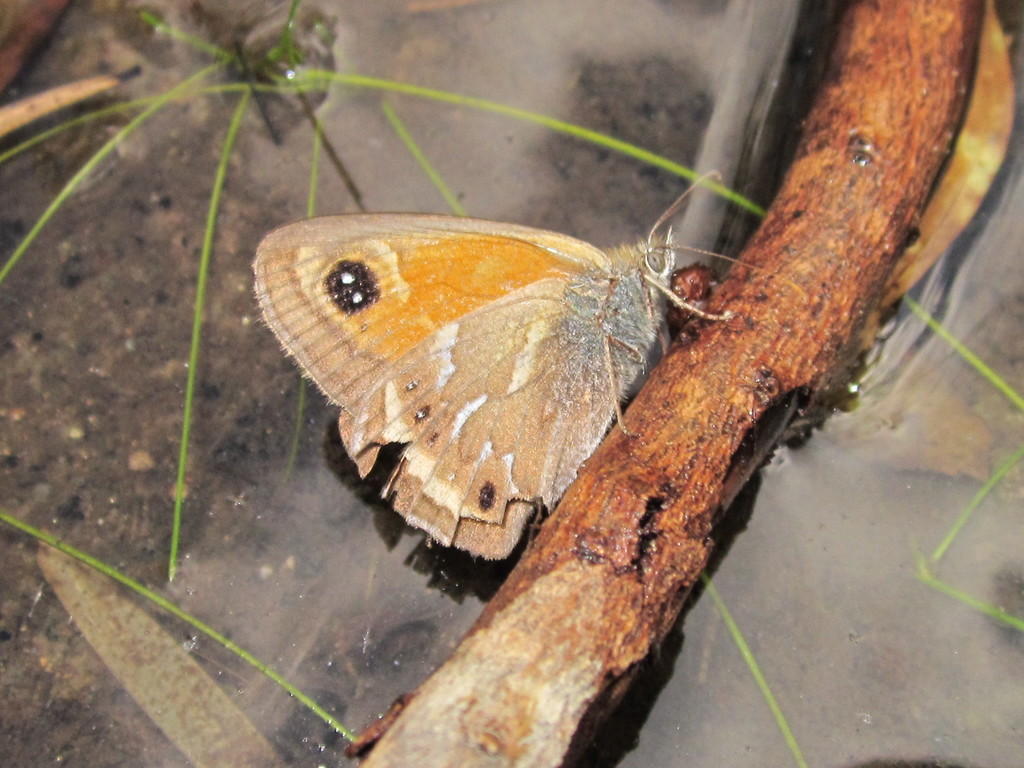 Neomaenas servilia