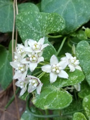 Funastrum cynanchoides