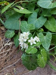 Funastrum cynanchoides