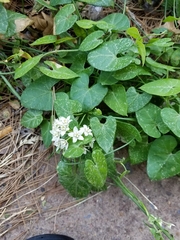 Funastrum cynanchoides