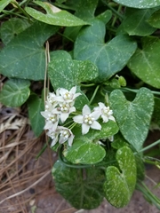 Funastrum cynanchoides