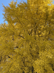 Ginkgo