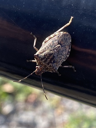 Brown Marmorated Stink Bug