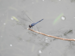 Indothemis carnatica