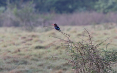 Halcyon cyanoventris