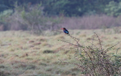 Halcyon cyanoventris