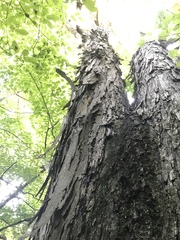Carya carolinae-septentrionalis
