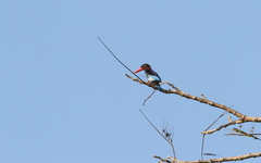 Halcyon cyanoventris