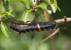 Acronicta tridens