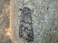 Mallomus mutabilis