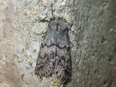 Mallomus mutabilis