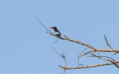 Halcyon cyanoventris