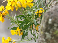 Erysimum × cheiri