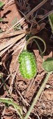 Cucumis anguria
