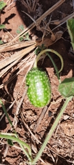 Cucumis anguria