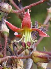 Cotyledon papillaris