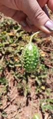 Cucumis anguria