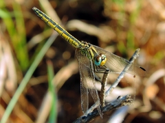 Trithemis dorsalis