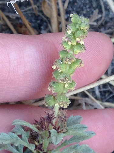 Silver bur ragweed (Ambrosia chamissonis)