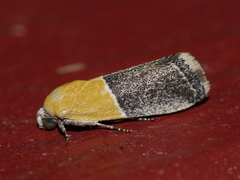 Ponometia clausula