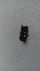 Calymniodes