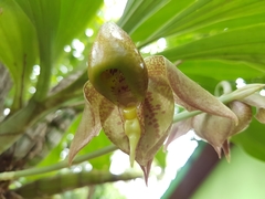Catasetum maculatum